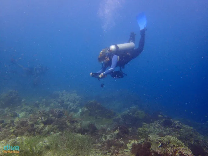Mactan diving