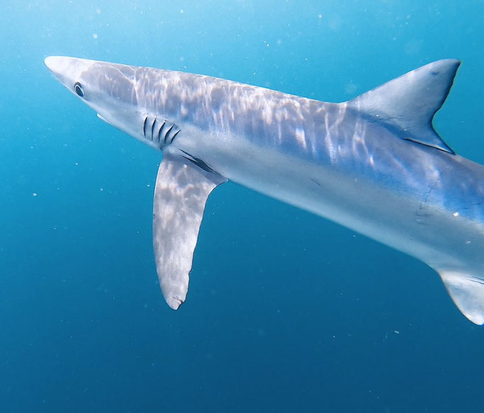 Fishing and killing of Blue Sharks in the UK