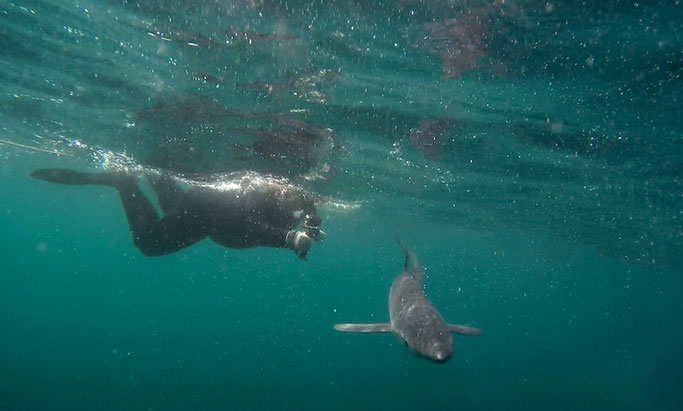 Snorkelling with blue sharks