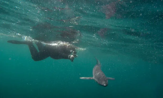 Snorkelling with blue sharks