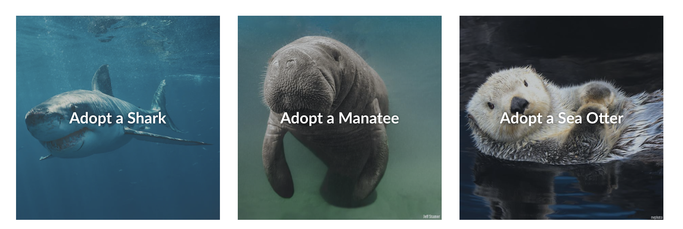 Sharks, manatees and sea otters are available for virtual adoption as a perfect sustainable gift
