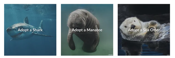 Sharks, manatees and sea otters are available for virtual adoption as a perfect sustainable gift