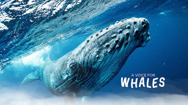 A voice for whales