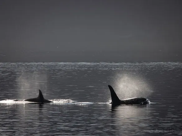 orcas in canada