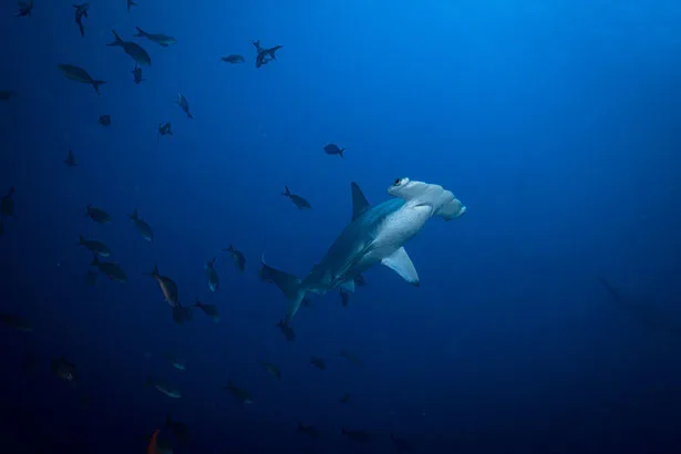 Hammerhead shark seen whilst scuba diving in Costa Rica
