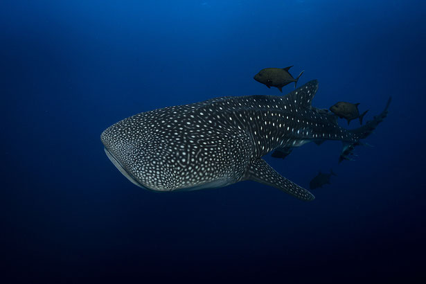 Whale shark seen whilst scuba diving Cocos Island Costa Rica