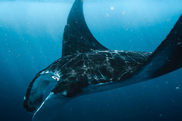 A manta ray swims through clear blue water and reflections show on its back