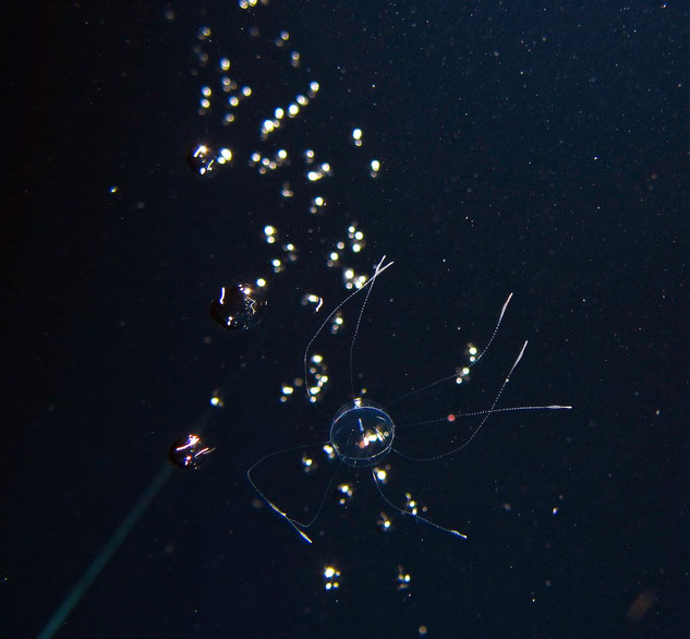 Plankton seen whilst blackwater diving in Kona Hawaii
