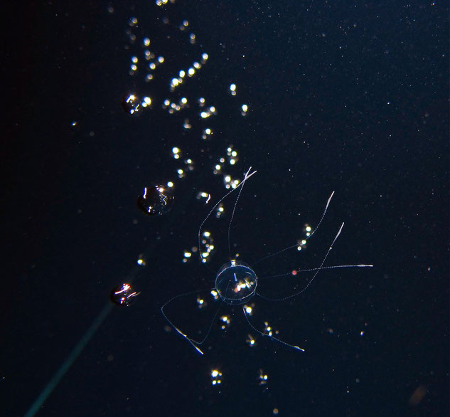 Blackwater diving in Kona Hawaii