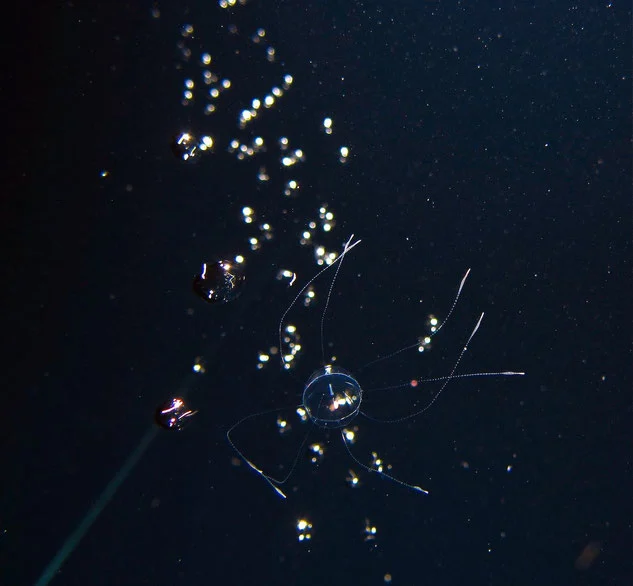 Plankton seen whilst blackwater diving in Kona Hawaii
