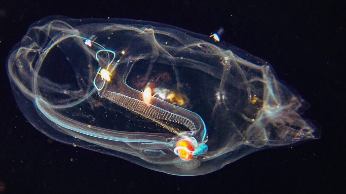 Siphonophore pictured whilst blackwater diving in Kona Hawaii