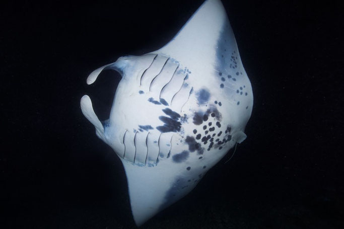 Manta ray on a night dive in Kona Hawaii