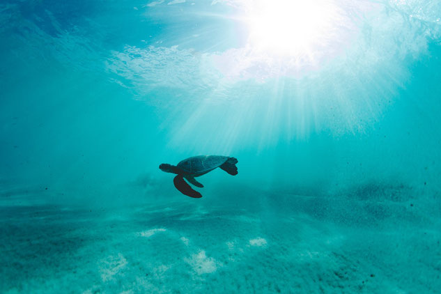 Turtle swimming in crystal turquoise water on the coast of Kailua-Kona, Hawaii