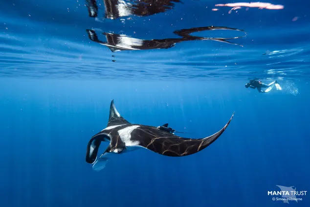 A reef manta ray swims towards the camera in bright blue water