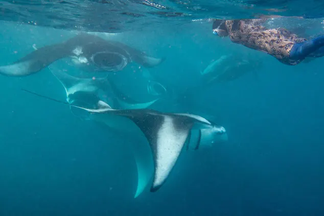 Five manta rays swim at the surface, with a girl snorkelling next to them