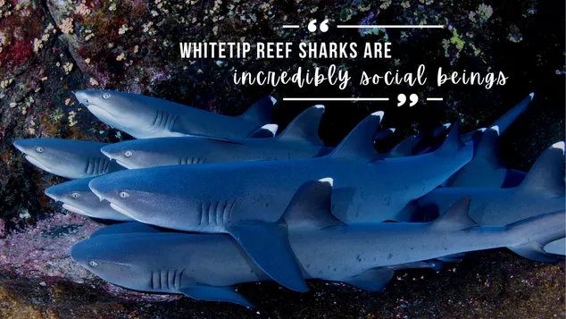 A group of whitetip reef sharks lay on top of each other in a cave