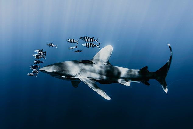 An oceanic whitetip shark swims in blue ocean with a school of zebra pilotfish