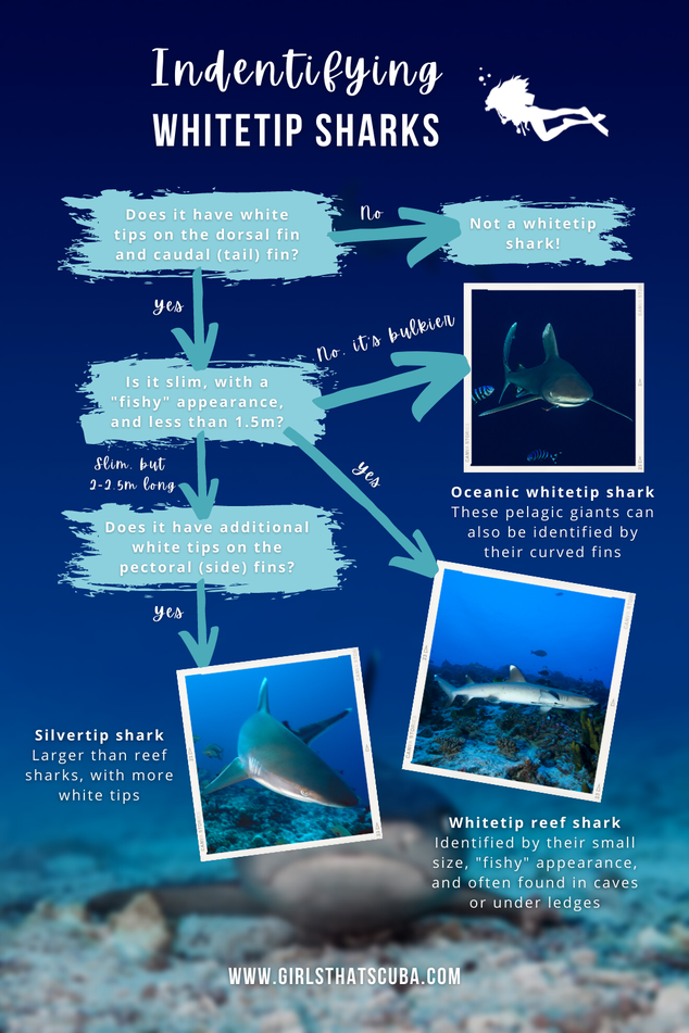 Flow chart showing the differences between whitetip reef sharks, silvertip sharks, and oceanic whitetip sharks