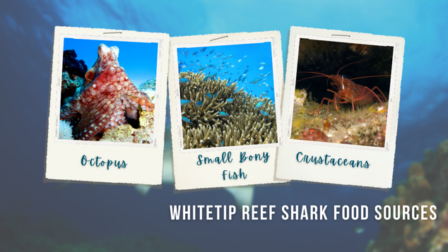 Polaroid images show an octopus, small reef fish, and a small shrimp which are food sources for whitetip reef sharks