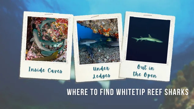 Polaroid images show whitetip reef sharks inside caves, under ledges, and swimming in open ocean