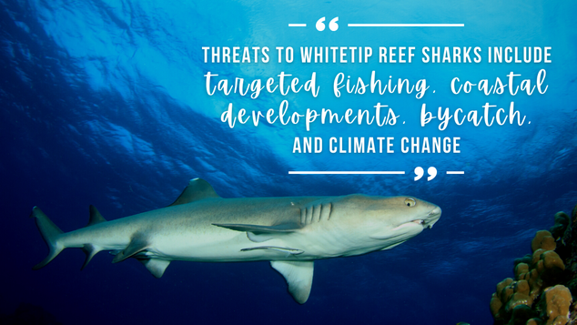 White tip reef shark photographed from underneath, white overlaid text lists threats to reef sharks