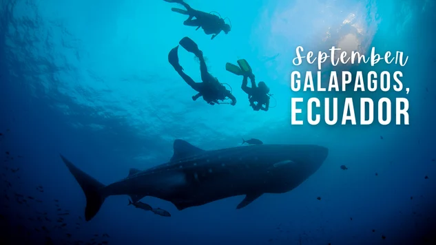 A group of scuba divers with a whale shark in Galapagos Islands, Ecuador