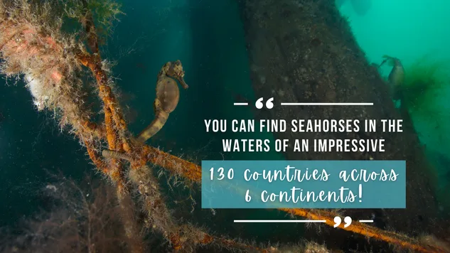 A seahorse holds onto an underwater structure with dark blue and green water in the background, overlaid white text quotes article below