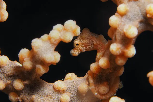 A tiny peach coloured pygmy seahorse hides in a coral, camouflaged with similar texture to the coral