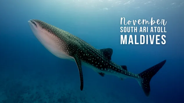 A whale shark ascends towards the surface in the Maldives