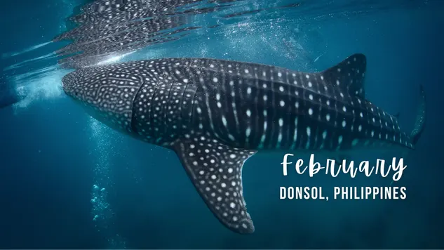 A whale shark in Donsol Philippines