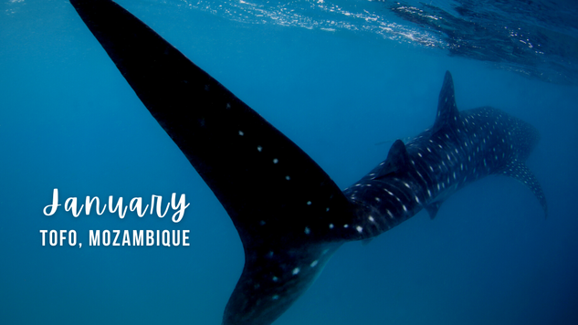 A whale shark in Tofo Mozambique 