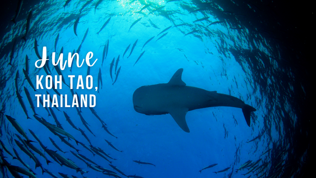 A whale shark swimming overhead in Koh Tao, Thailand