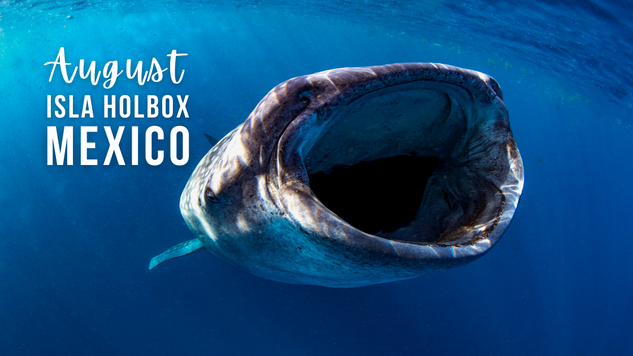 A whale shark swims with its mouth open towards the camera in Isla Holbox, Mexico