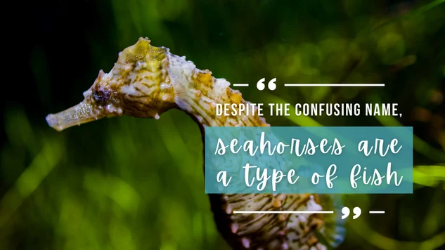 A yellow seahorse against a background of bright green seagrass, overlaid white text quotes article above