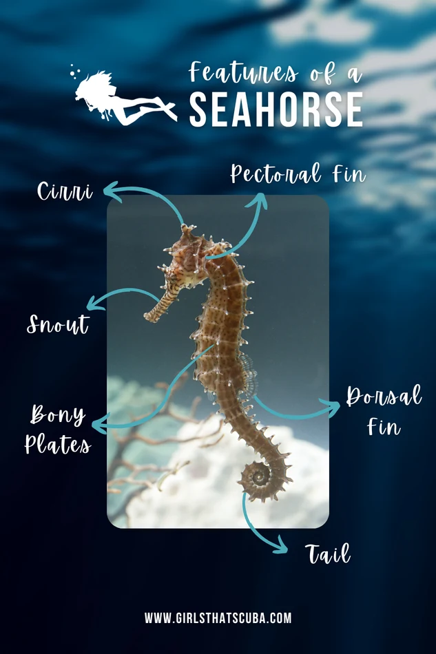 Chart identifying the features of a seahorse, including pectoral fin, cirri, snout, dorsal fin, bony plates, and tail