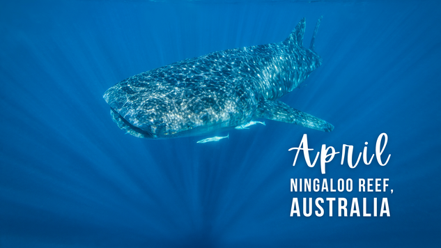 Swimming with a whale shark on the Ningaloo Reef in Australia