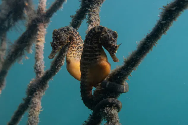 Two bigbelly seahorses with large, round yellow stomachs hold onto a net with their tails wrapped around
