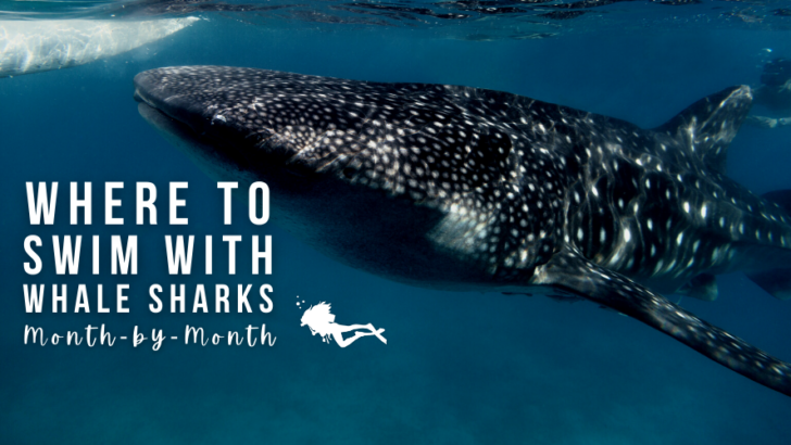 Where to Swim With Whale Sharks – A Month-by-Month Guide
