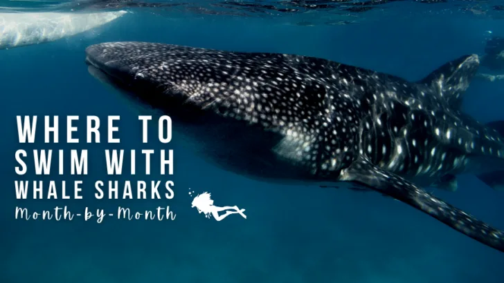 Where to Swim With Whale Sharks - A Month-by-Month Guide