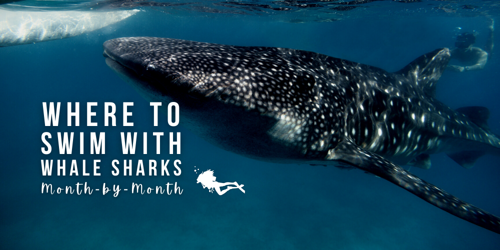 Where to Swim With Whale Sharks - A Month-by-Month Guide