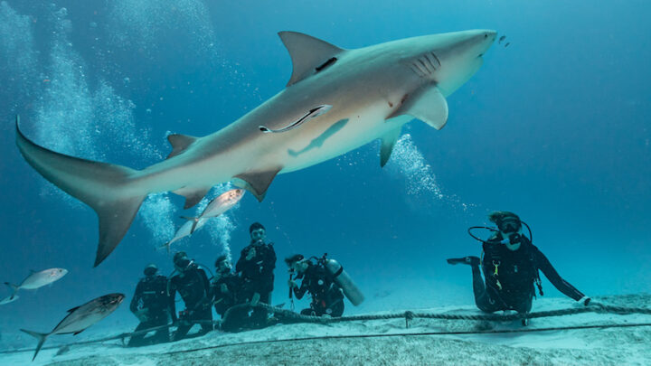 Bull Shark Diving in Playa Del Carmen, Mexico