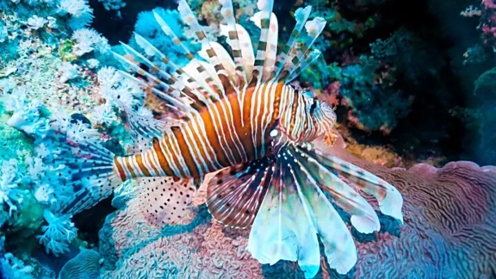 Red Lionfish