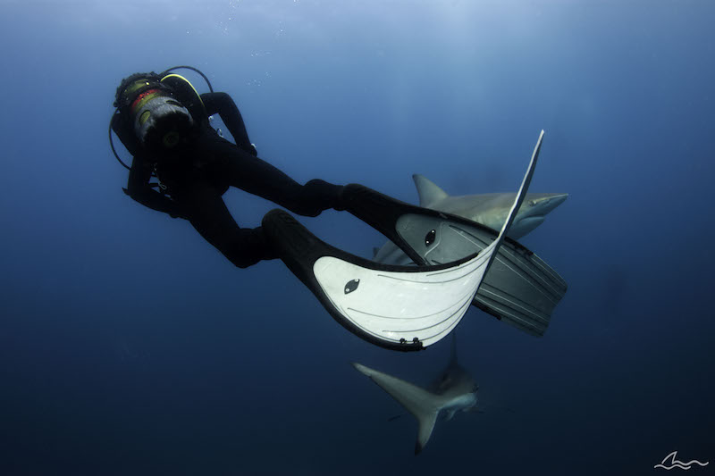 Scuba Diving Aliwal Shoal, South Africa