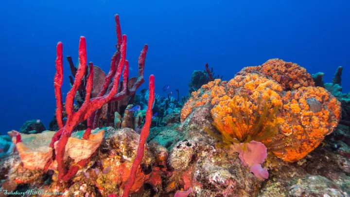 Scuba Diving Dominica