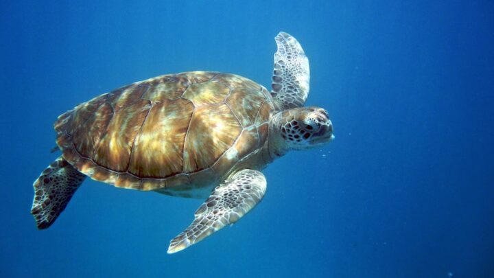 Scuba Diving in Barbados