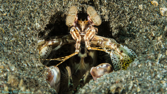 Scuba Diving in Dominica