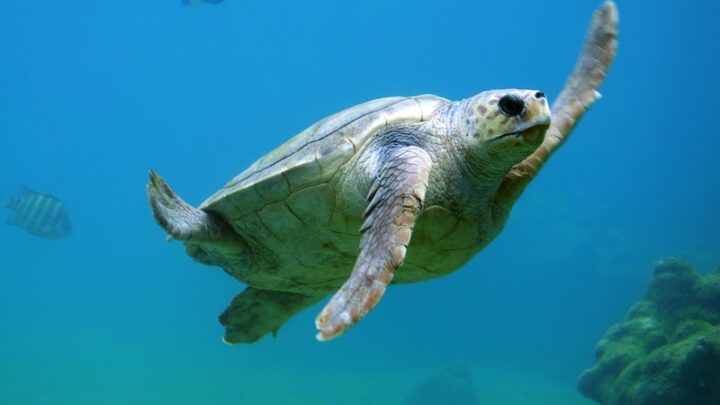 Scuba Diving in Key Largo, Florida Keys