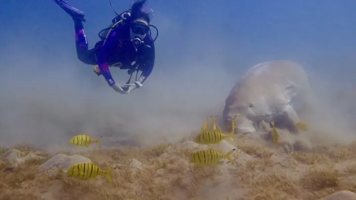 Scuba Diving in Marsa Alam