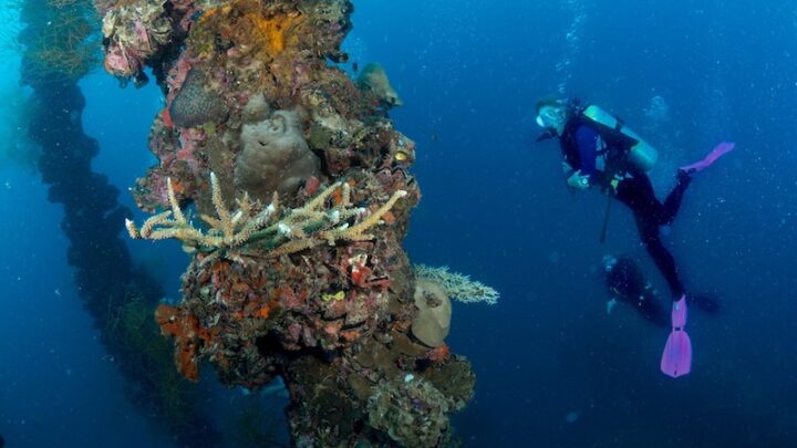 Everything you need to know about Scuba Diving in Palau