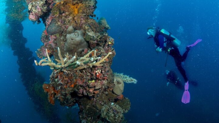 Scuba Diving in Palau